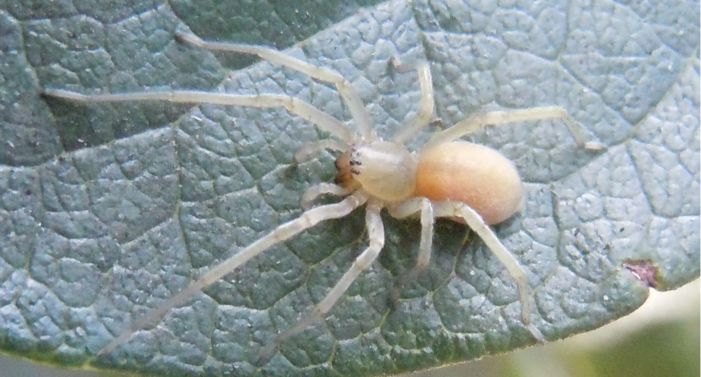 Cheiracanthium mildei - Caserta (CE)